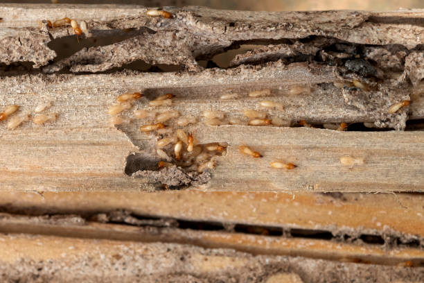Best Bed Bug Extermination  in Concordia, NJ