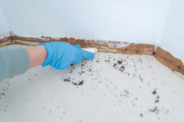 Best Spider Control Near Me  in Concordia, NJ